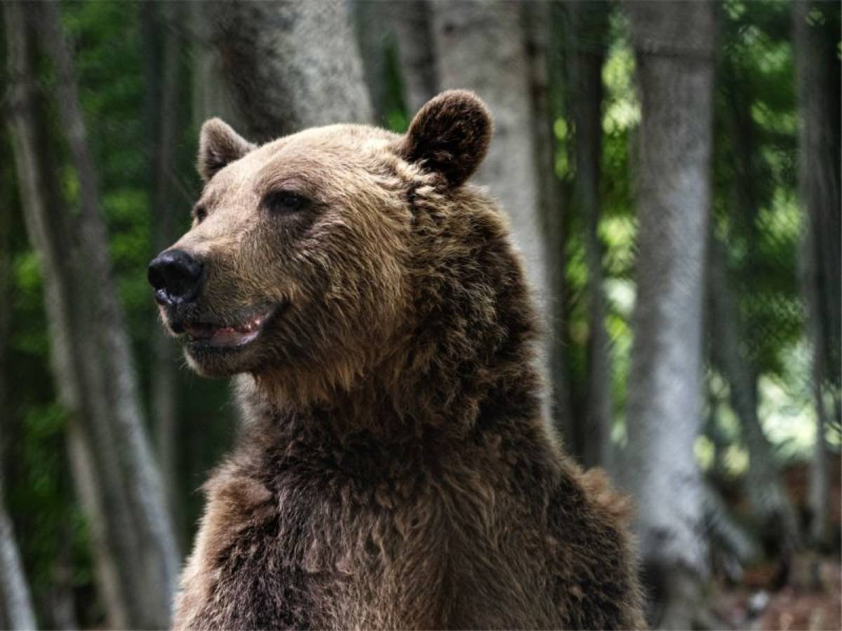 Wildlife Research