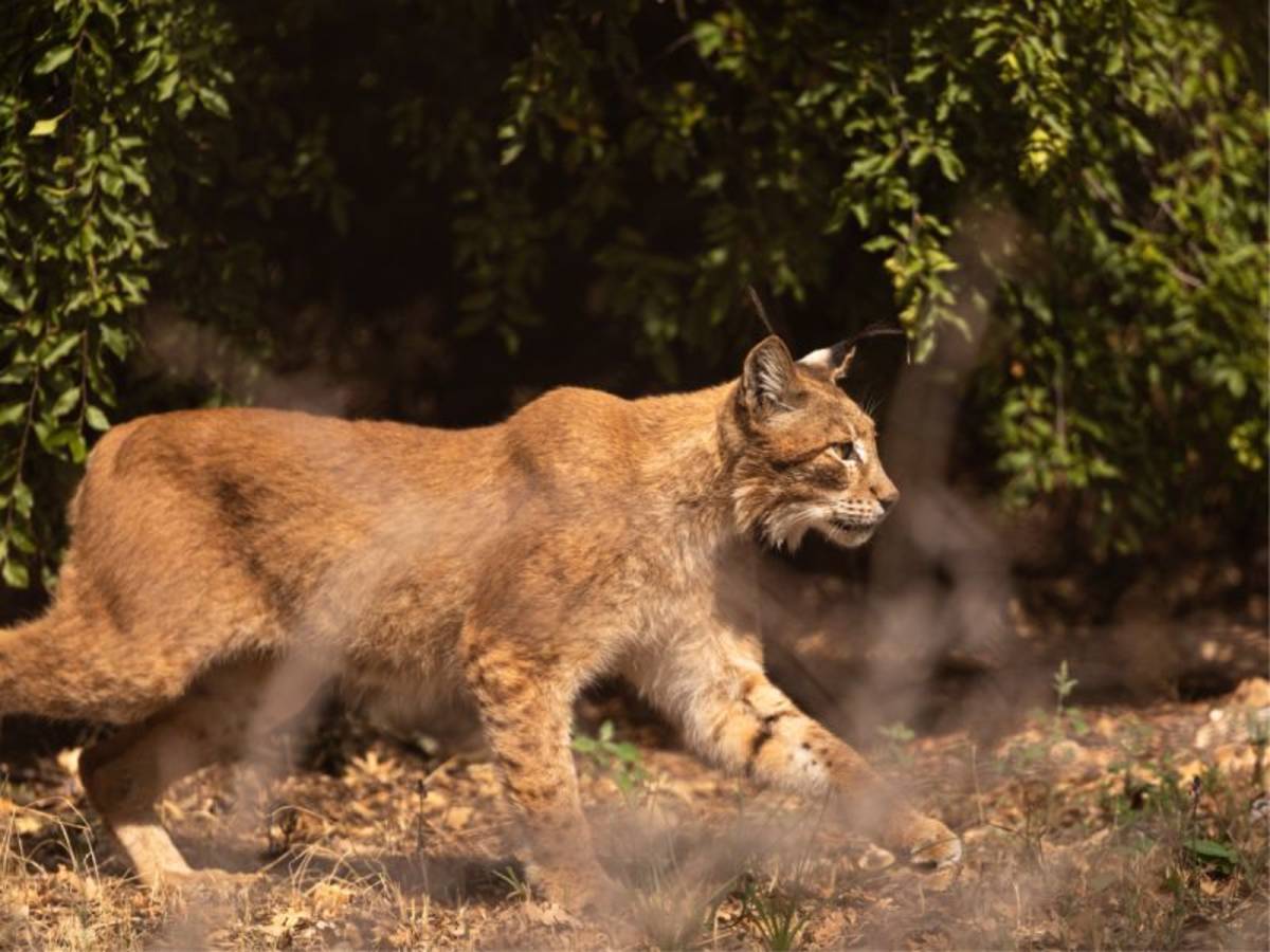 Wildlife Research