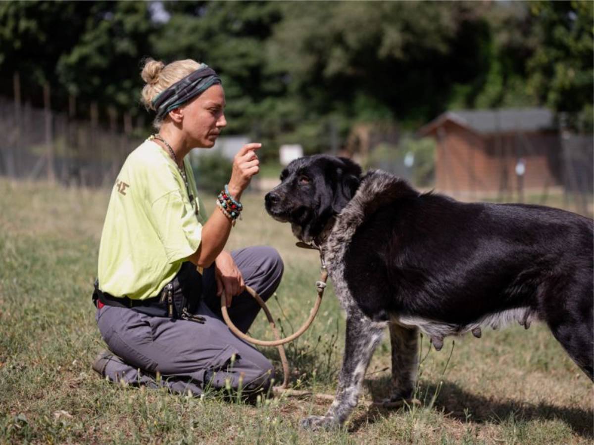 Wildlife Research