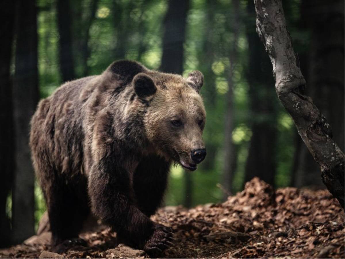 Wildlife Research