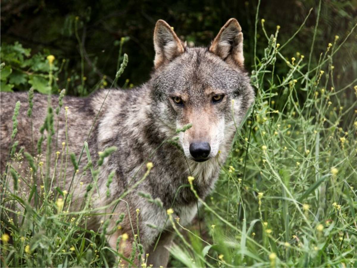 Wildlife Research