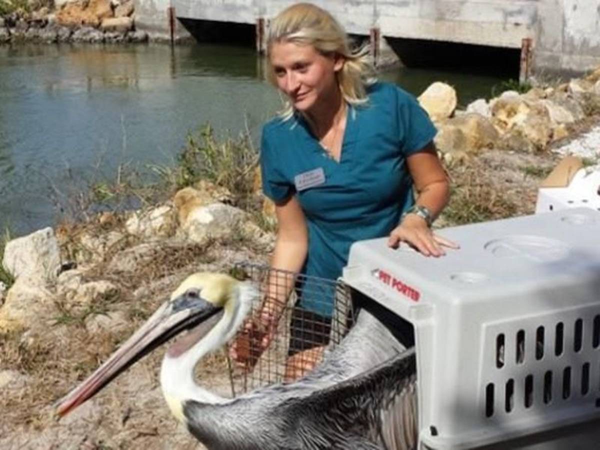 woman freeing the pelican