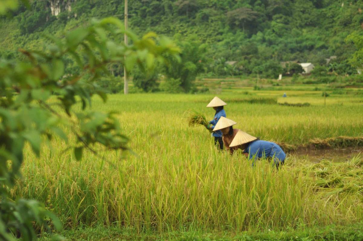 Women working in a field