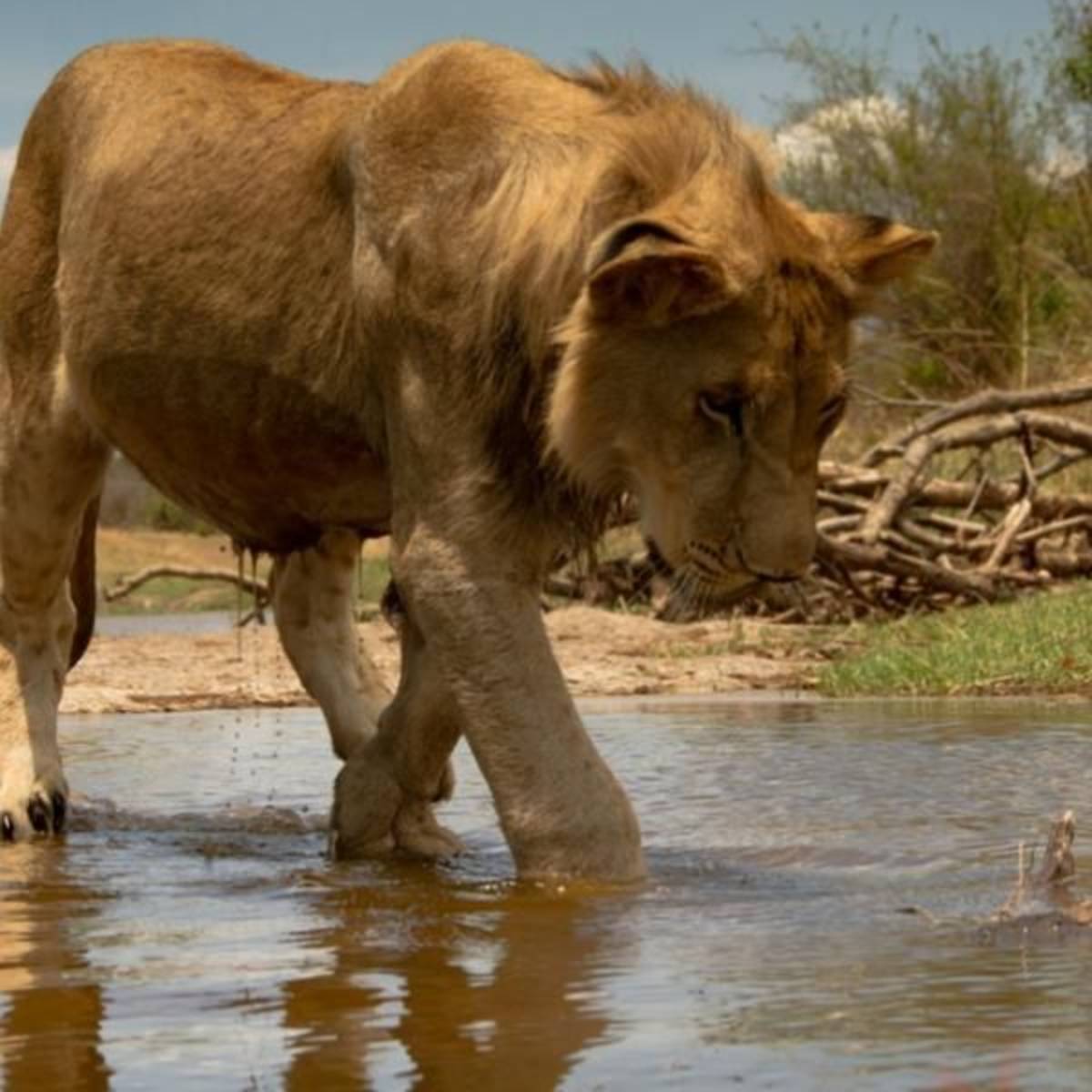 Zimbabwe - Wildlife Photography and Conservation in Victoria Falls