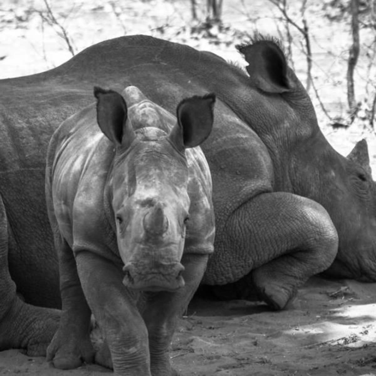 Zimbabwe - Wildlife Photography and Conservation in Victoria Falls