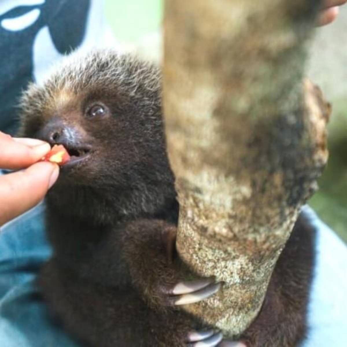 GoEco Ecuador - Wild Animal Rescue Shelter