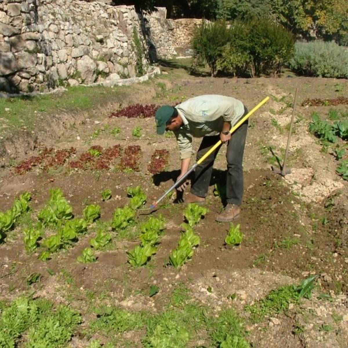 working the fields