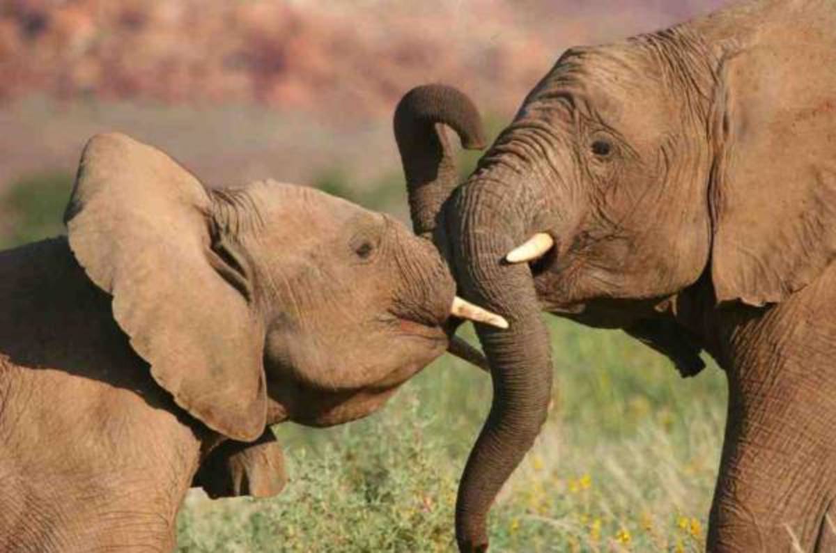 Elephant & Community Water Access Project in Namibia — photo 1