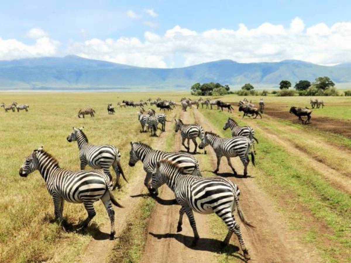 SIT Study Abroad: Tanzania: Wildlife Conservation — photo 4