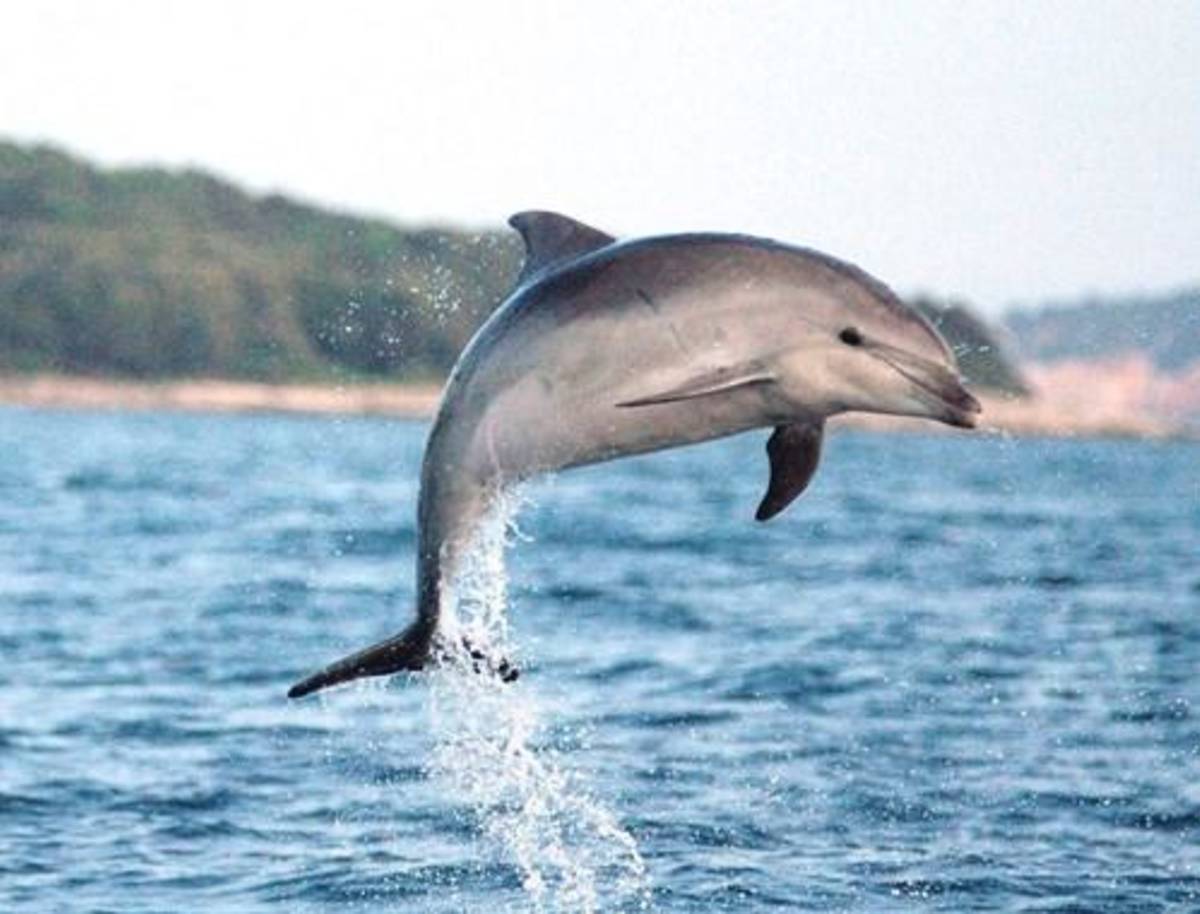 Dolphin jumping out of the water