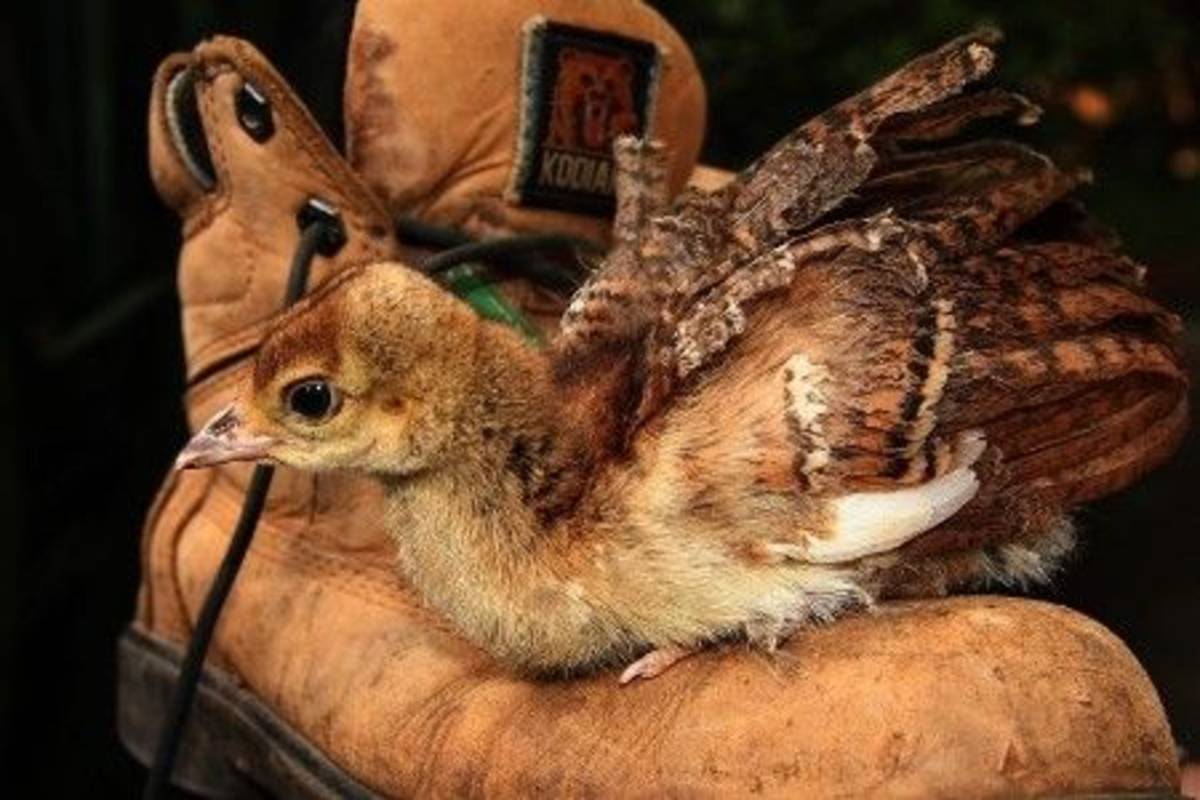 An image of a baby peacock