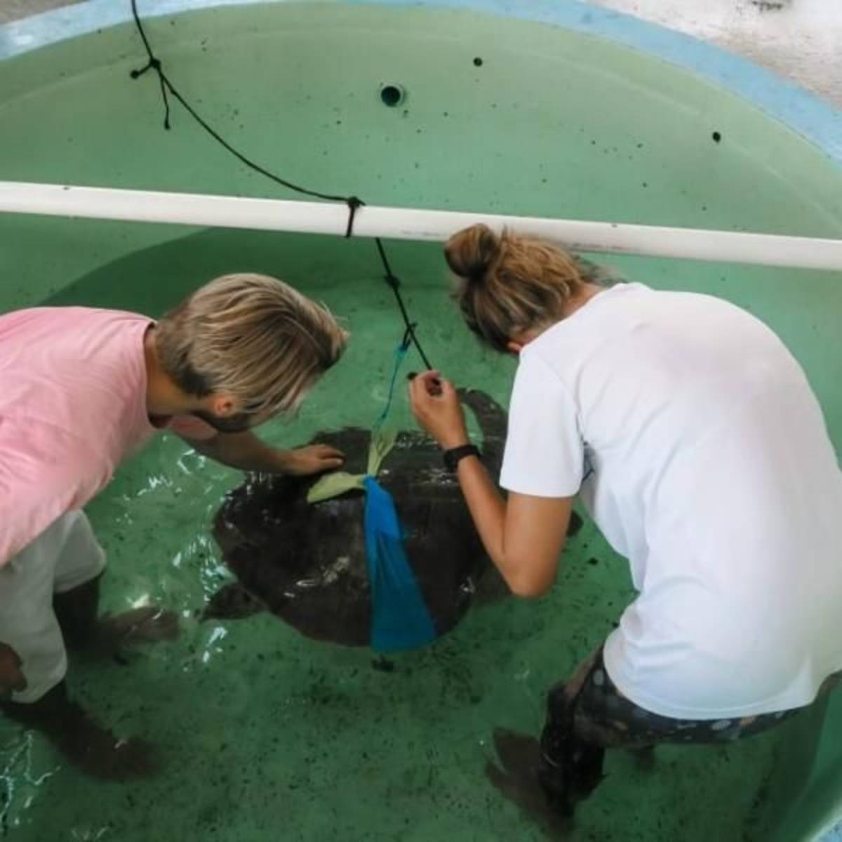 GoEco Maldives - Sea Turtle Conservation