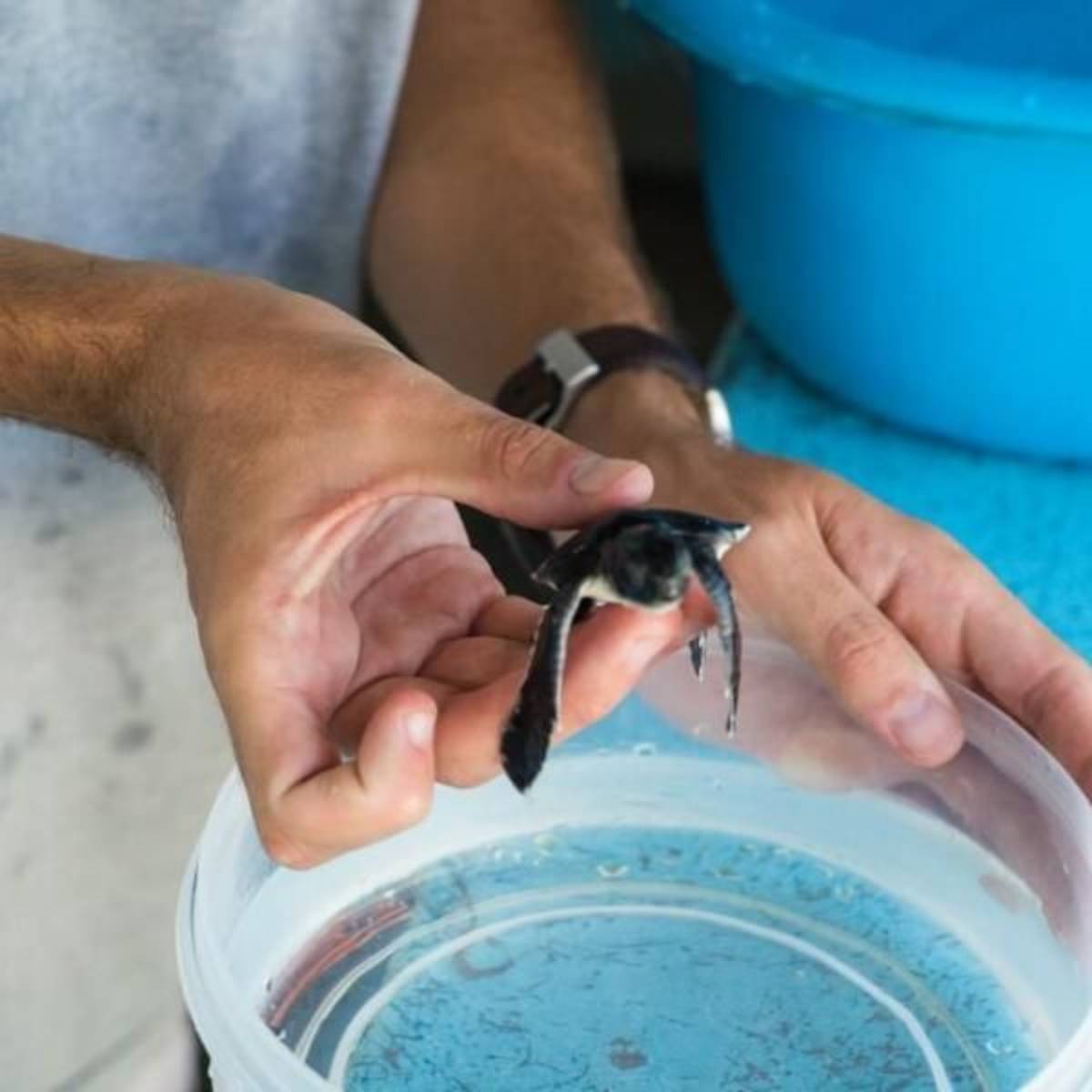 GoEco Maldives - Sea Turtle Conservation