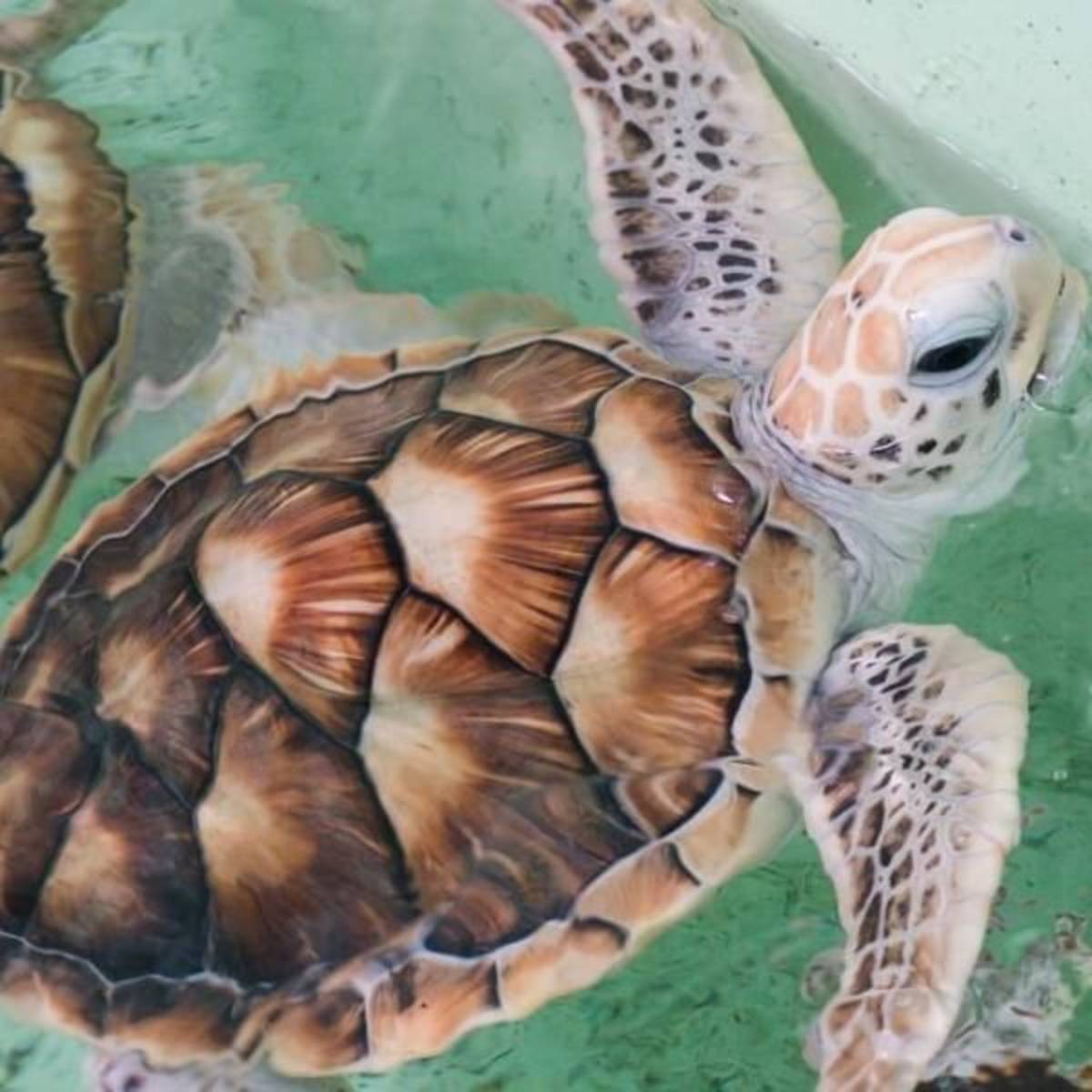 GoEco Maldives - Sea Turtle Conservation