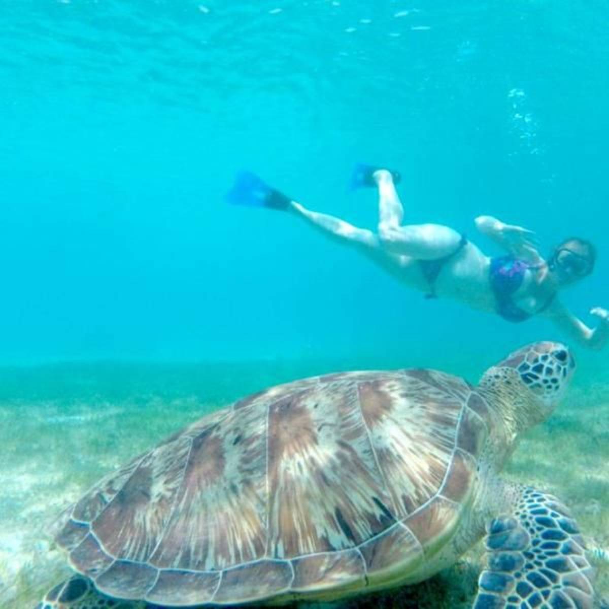 GoEco Maldives - Sea Turtle Conservation