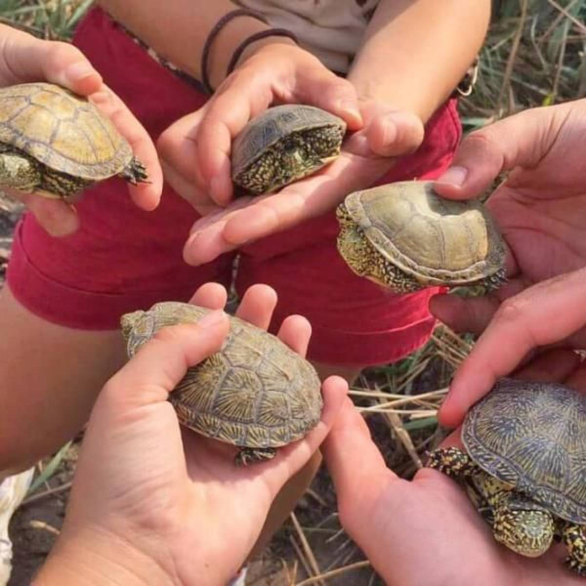 GoEco Spain - Conservation Projects in the Valencia Region