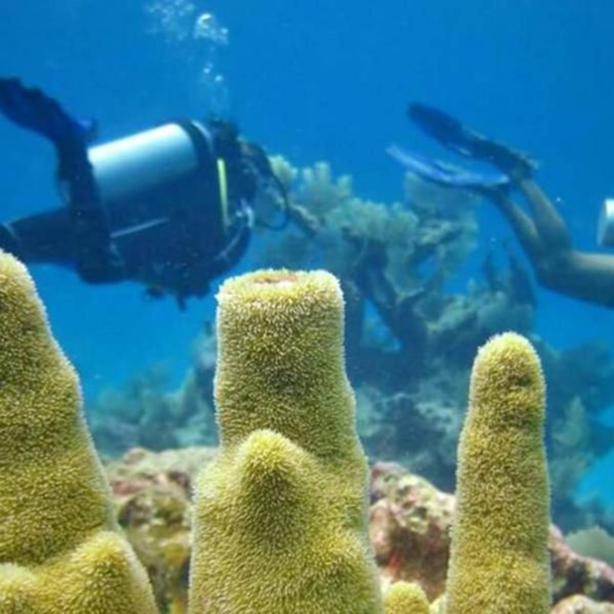 GoEco Mexico - Diving for Marine Conservation