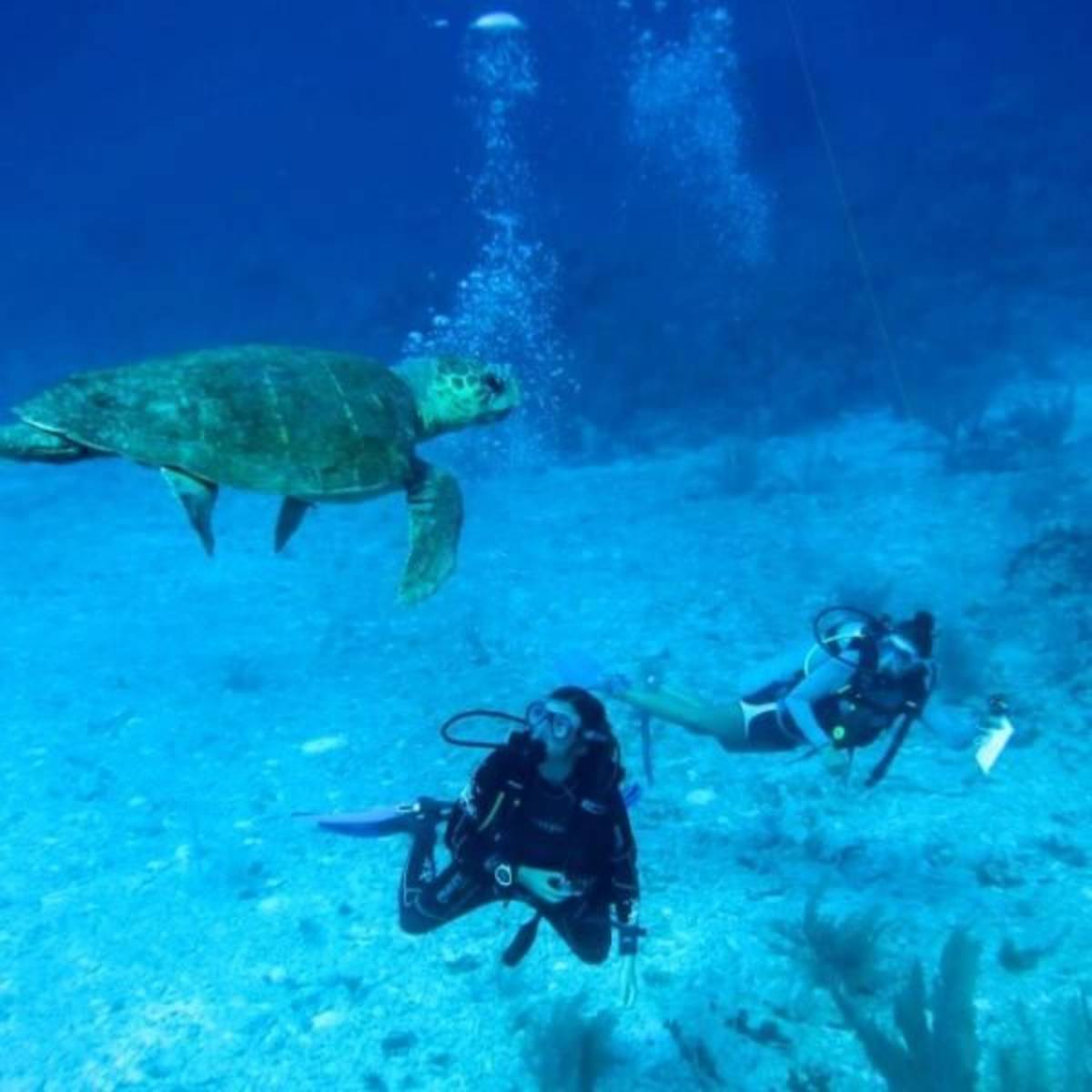 GoEco Mexico - Diving for Marine Conservation
