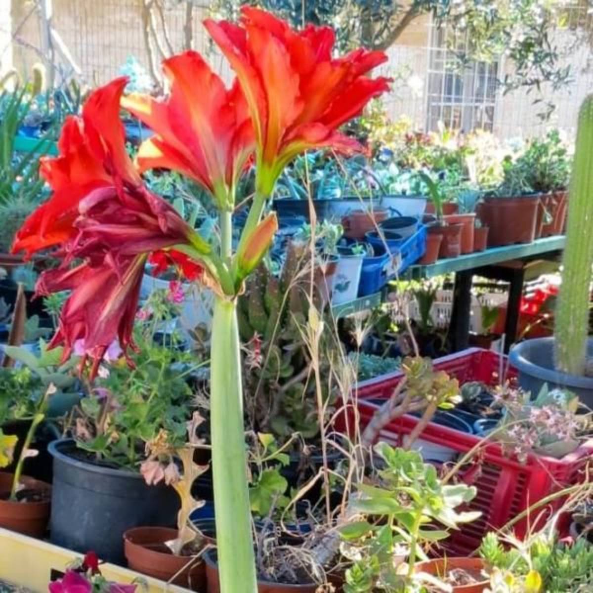 GoEco Israel - Creating Safe Spaces for At-Risk Youth