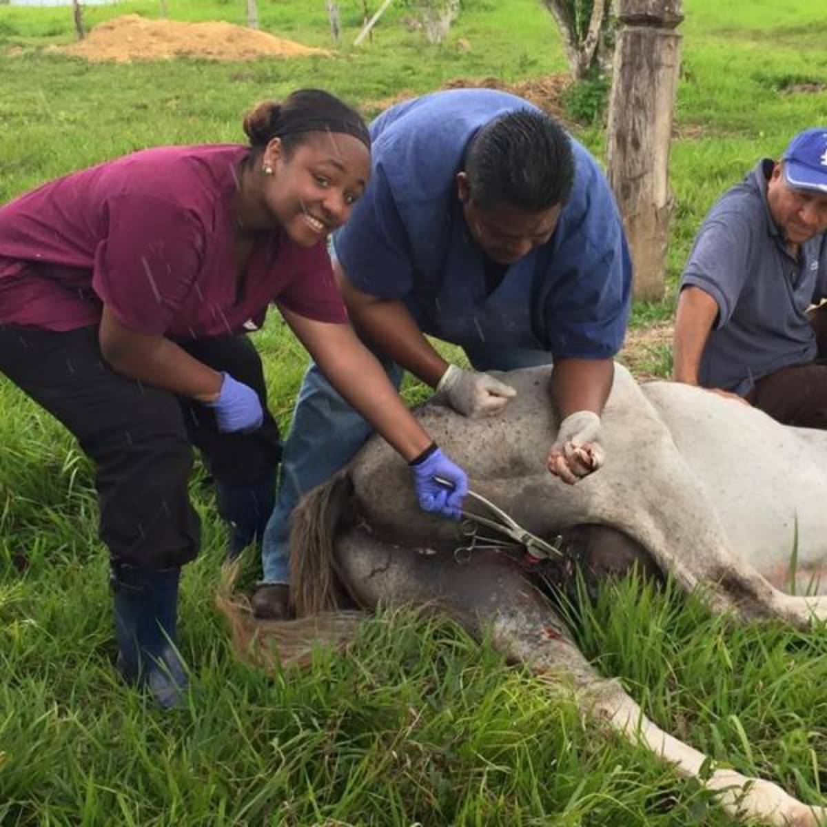 vet tech students work with cattle on a farm