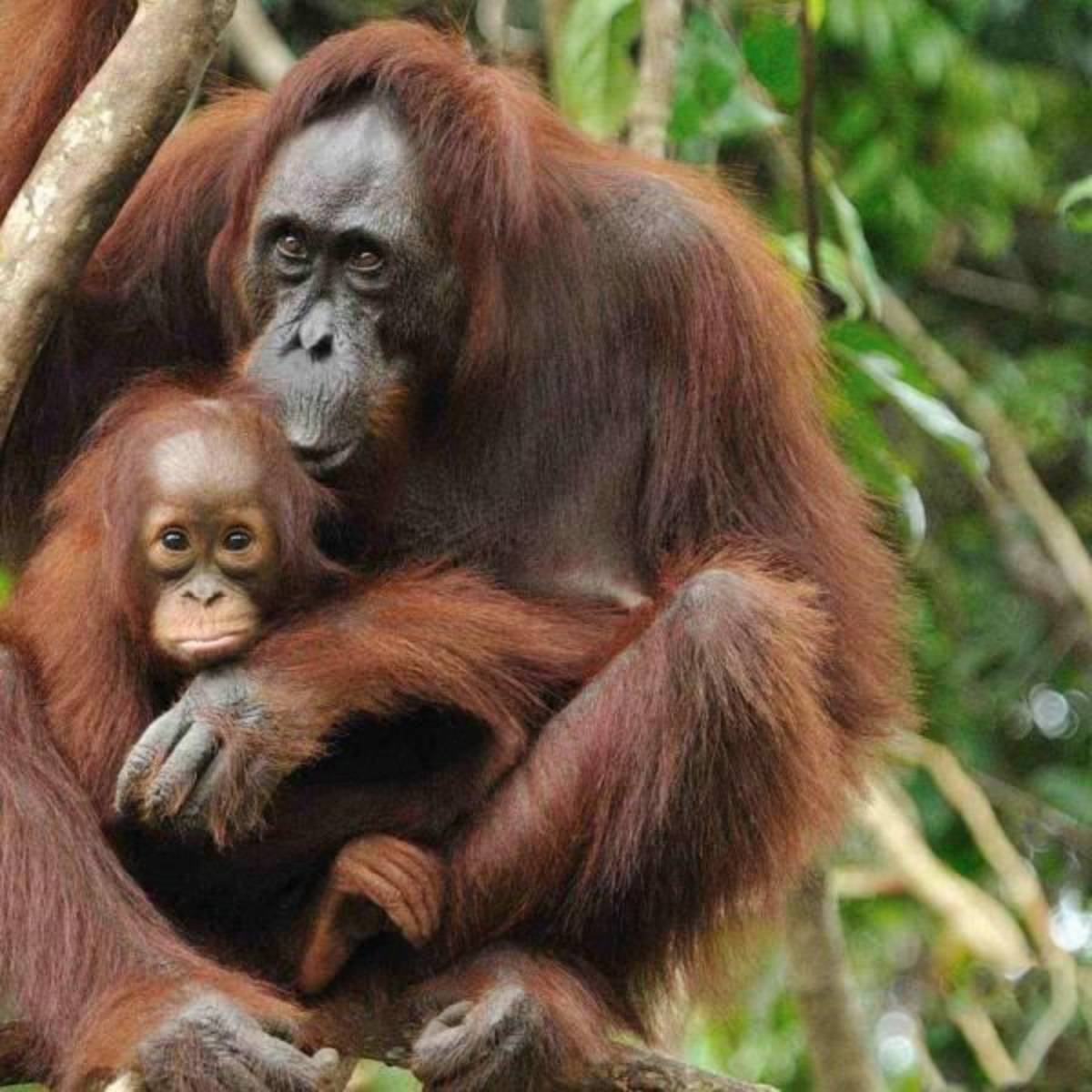Volunteer in Orangutan Conservation