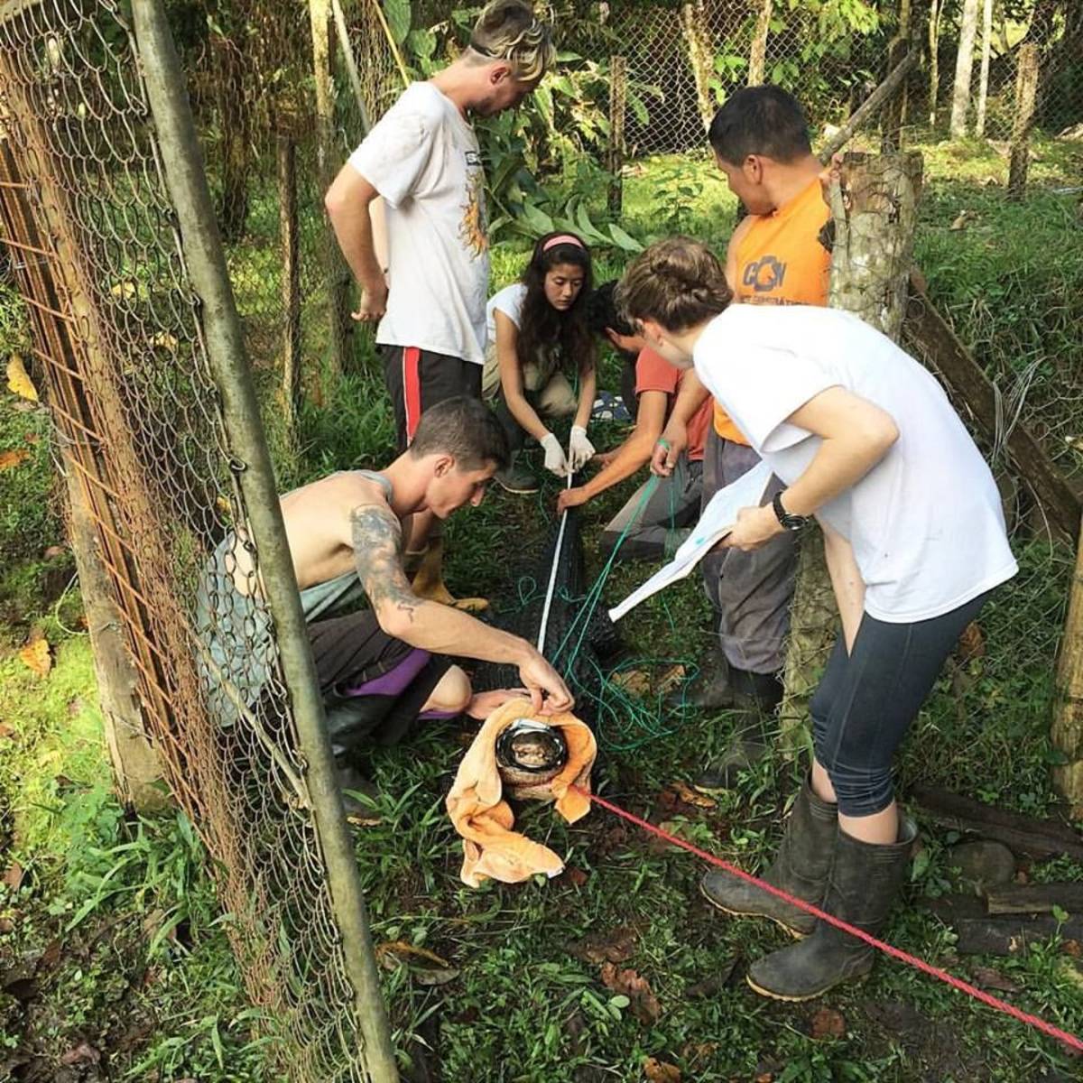 volunteers rescuing animals