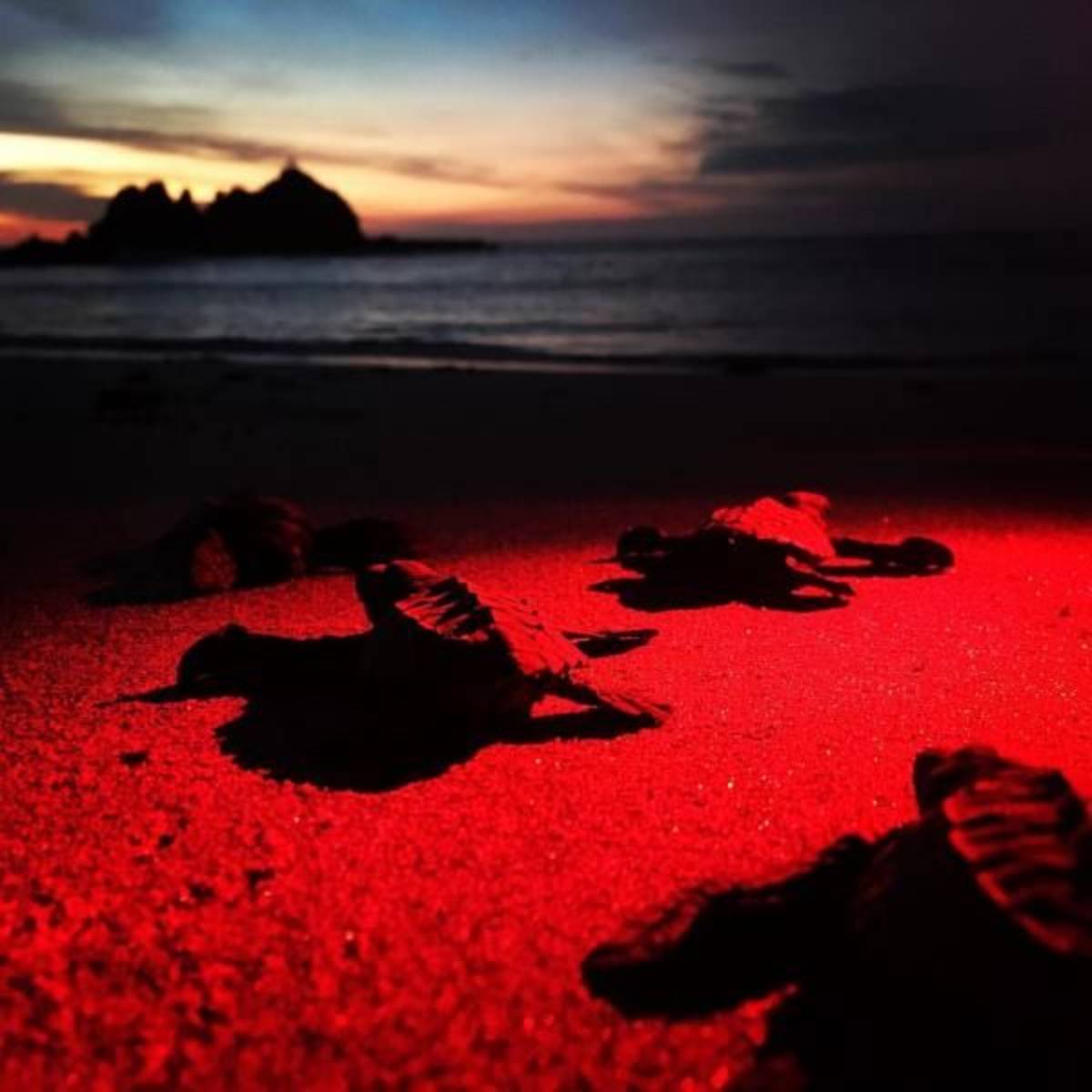 turtle nest monitoring 