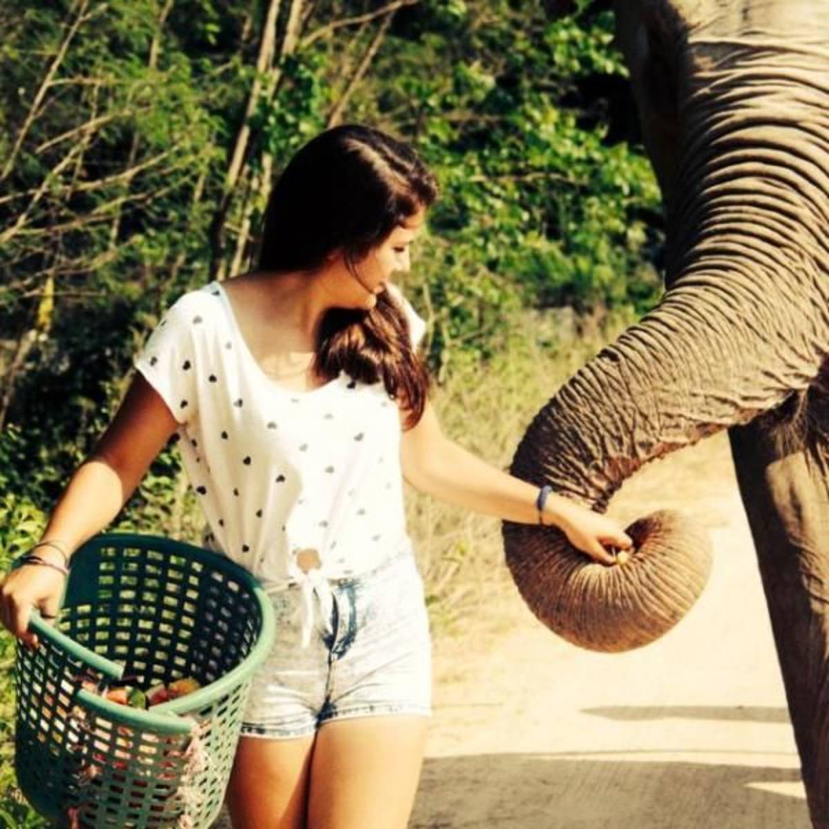 Care for elephants in Thailand