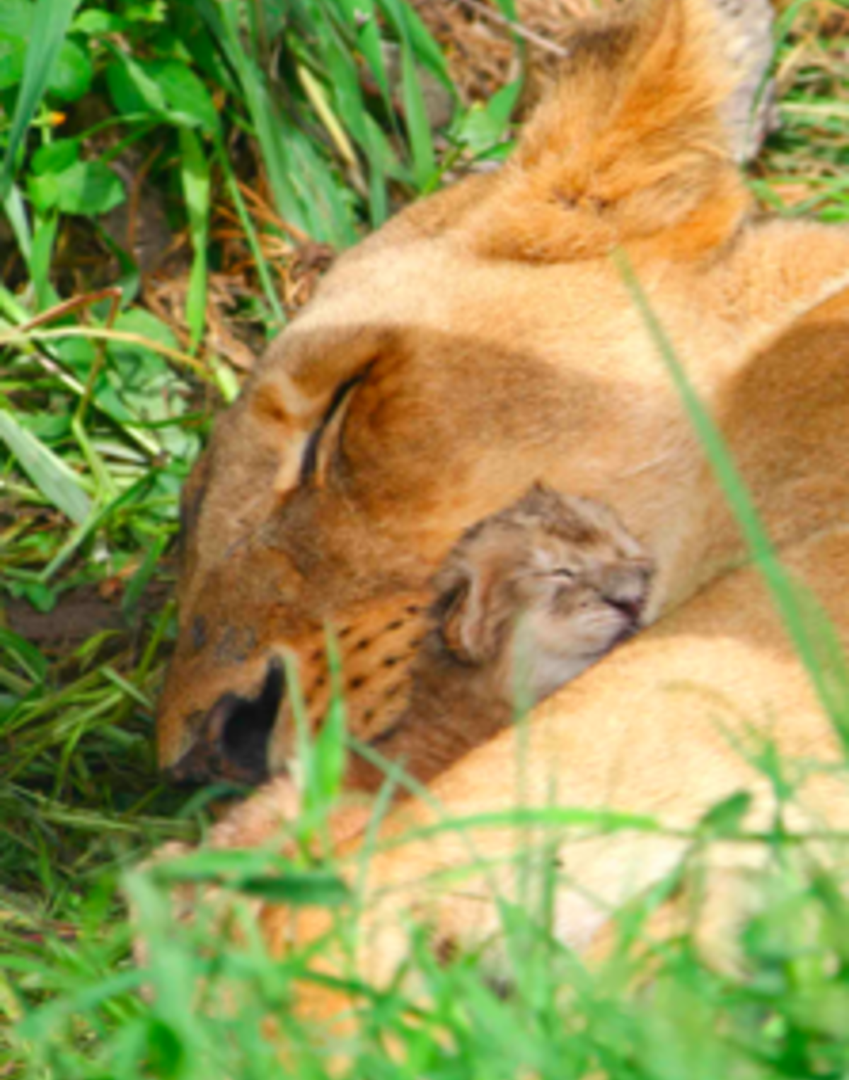 Lion, Elephant and Wildlife Conservation in Zimbabwe — photo 2