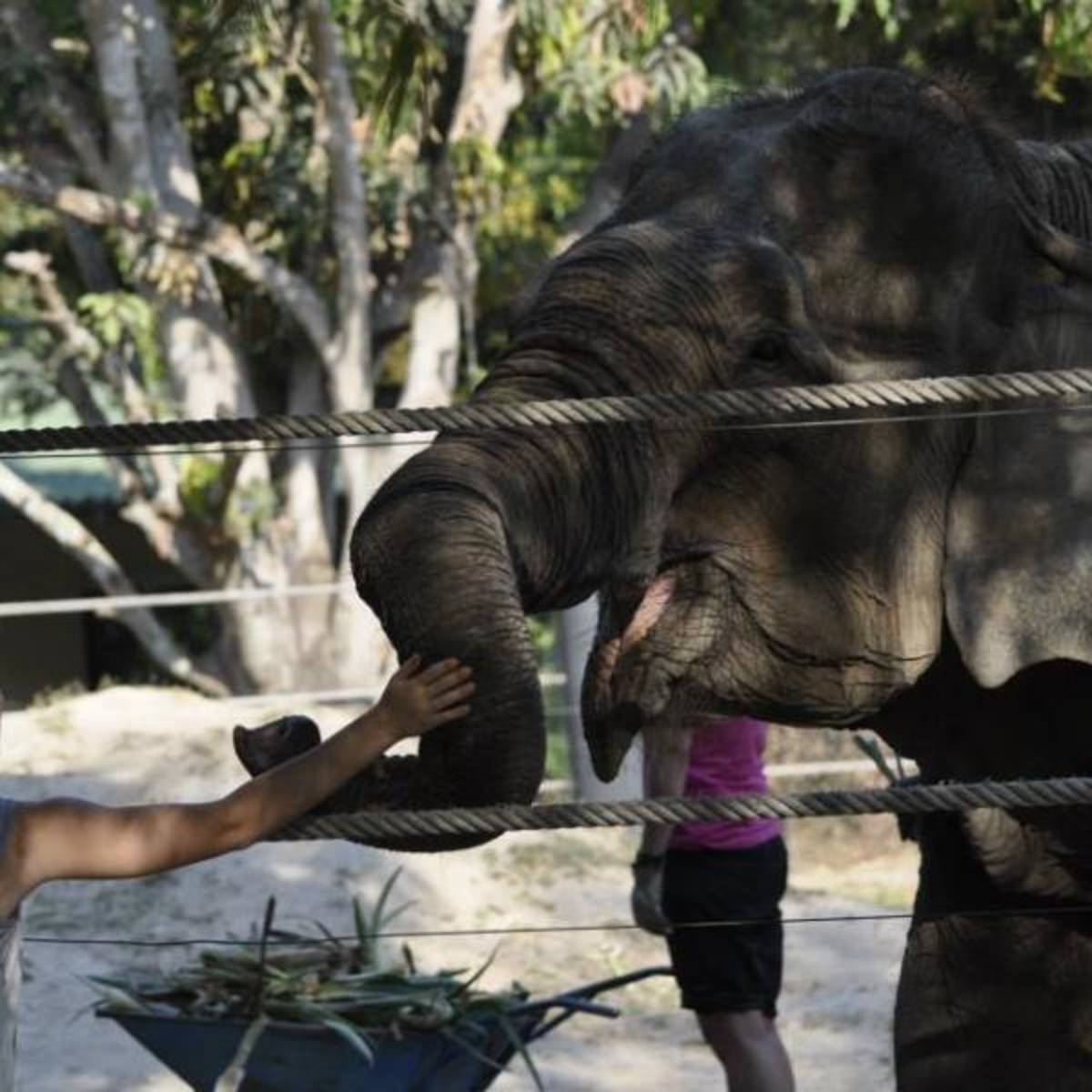 Volunteering with Elephants 