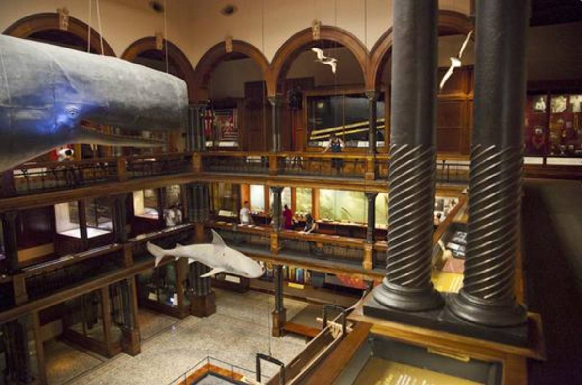 Museum & Historical Preservation Internship in New Zealand — photo 2