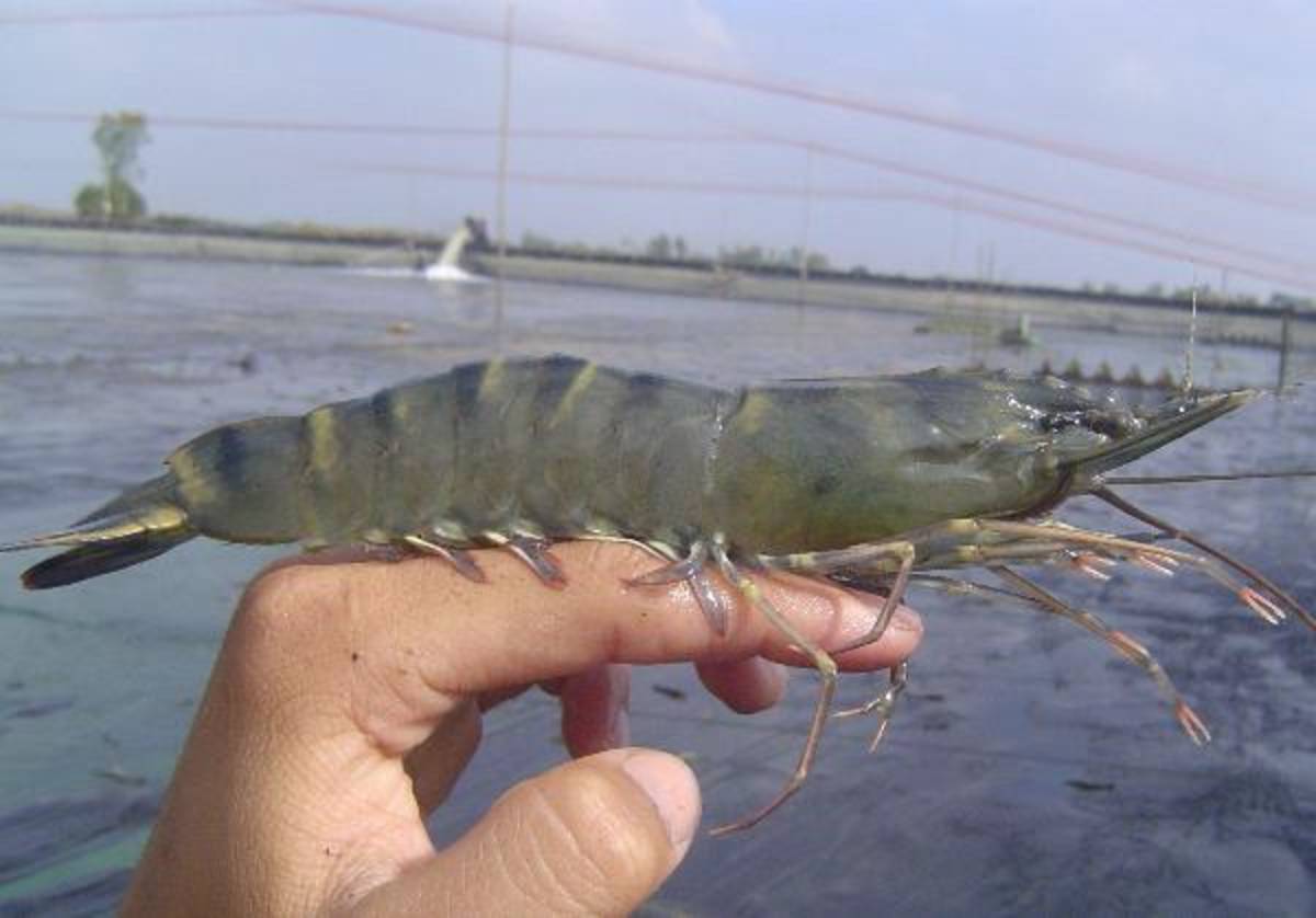 Environmental Industry (Aquaculture) Internships — photo 3