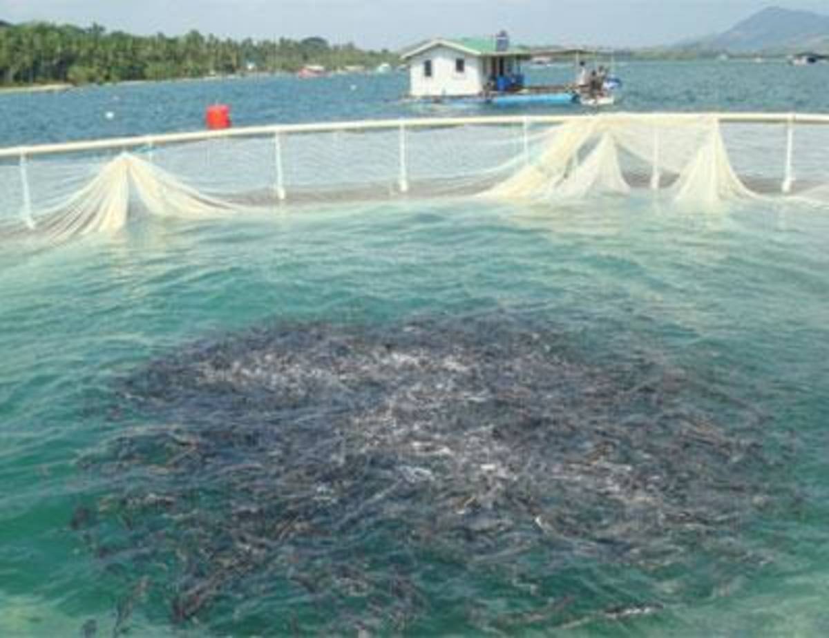 Environmental Industry (Aquaculture) Internships — photo 5