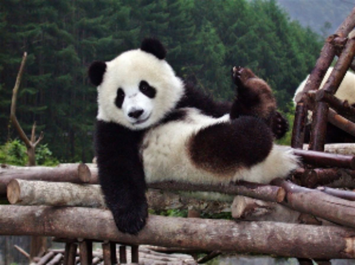 Giant Panda Center in Chengdu, China — photo 1