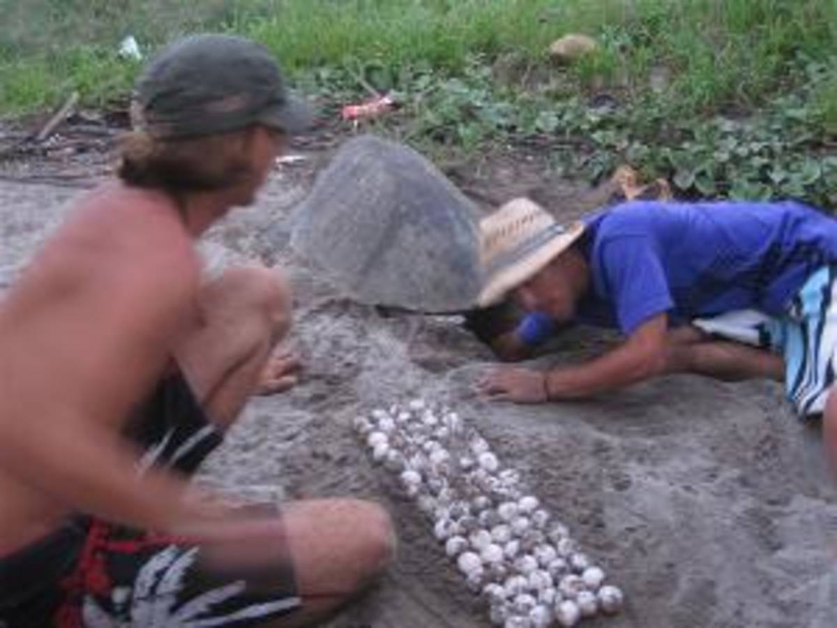 Costa Rica - Sea Turtle Conservation — photo 1