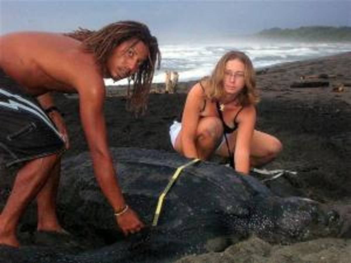 Costa Rica - Sea Turtle Conservation — photo 6