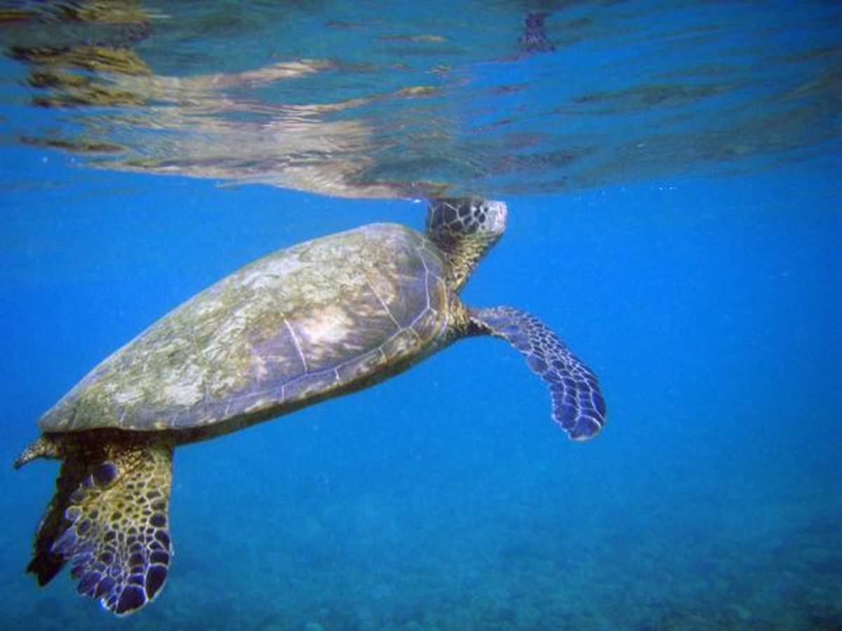 Costa Rica - Sea Turtle Conservation — photo 9