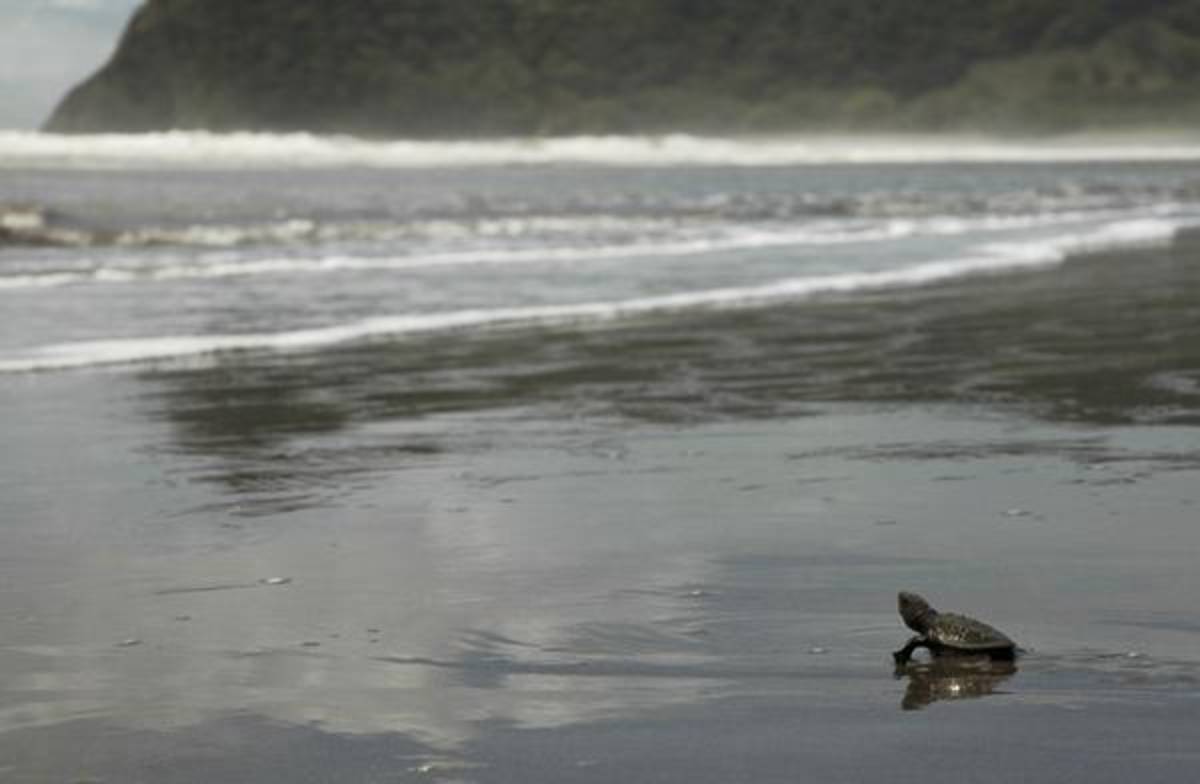 Coastal Program Volunteering - Escazu & San Jose, Costa Rica — photo 4