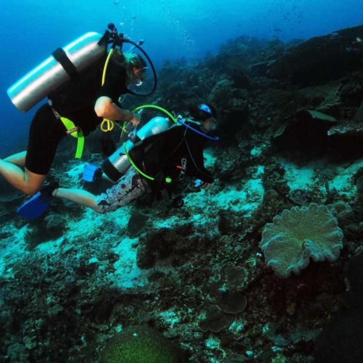 Volunteer in Marine Conservation