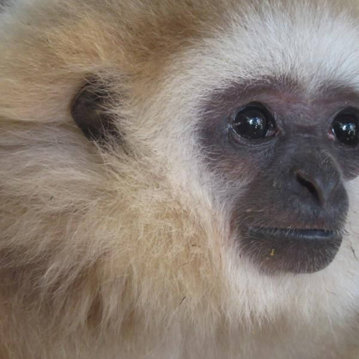 GoEco Thailand - Gibbon Primate Sanctuary