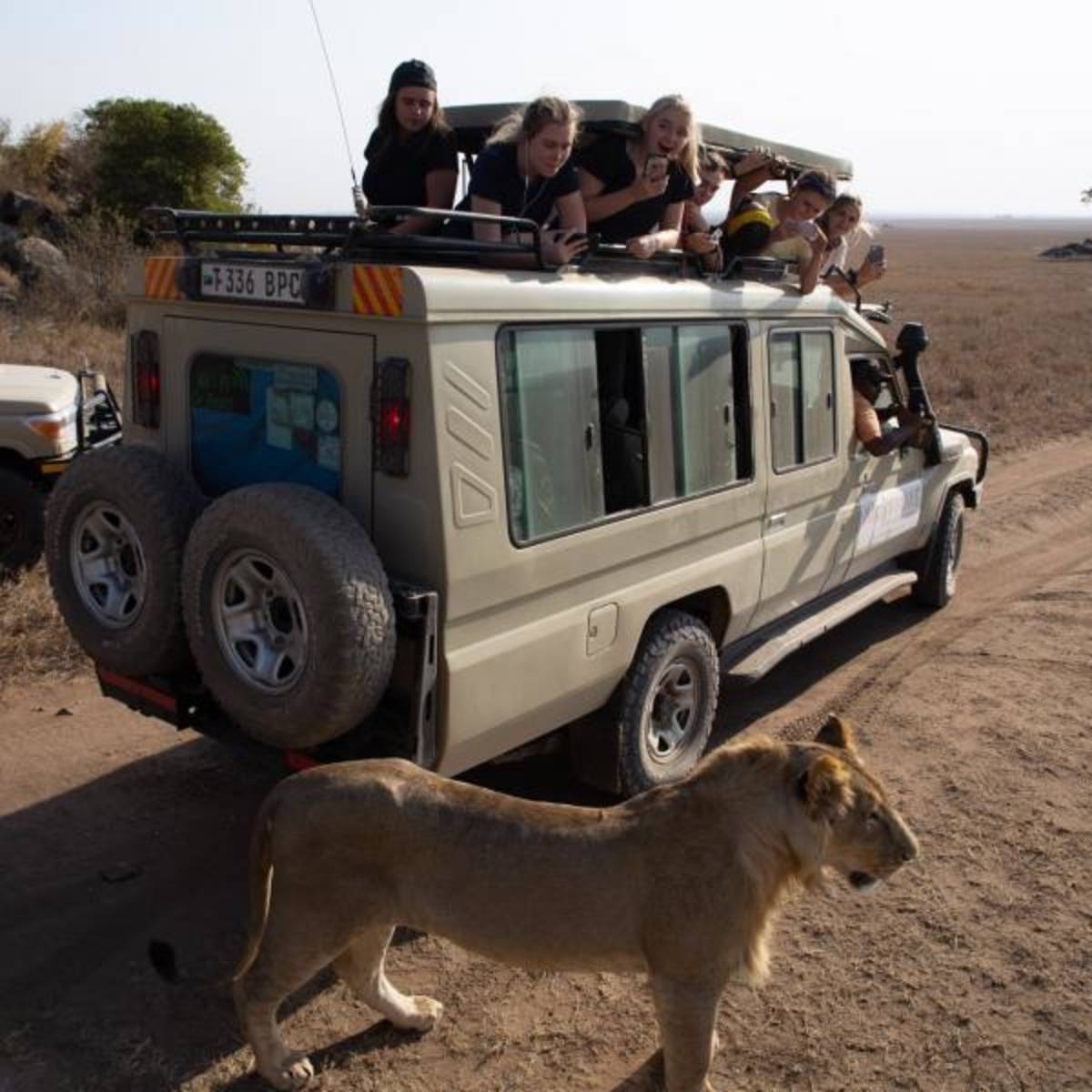 safari in the Serengeti 