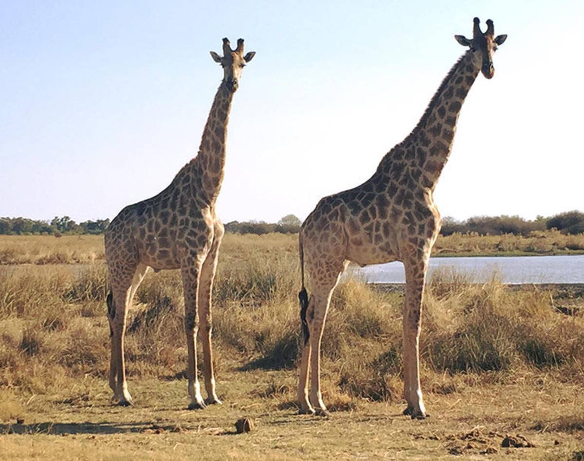 Study Abroad in Gaborone, Botswana