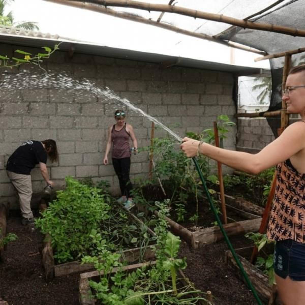 Watering in the greenhouse