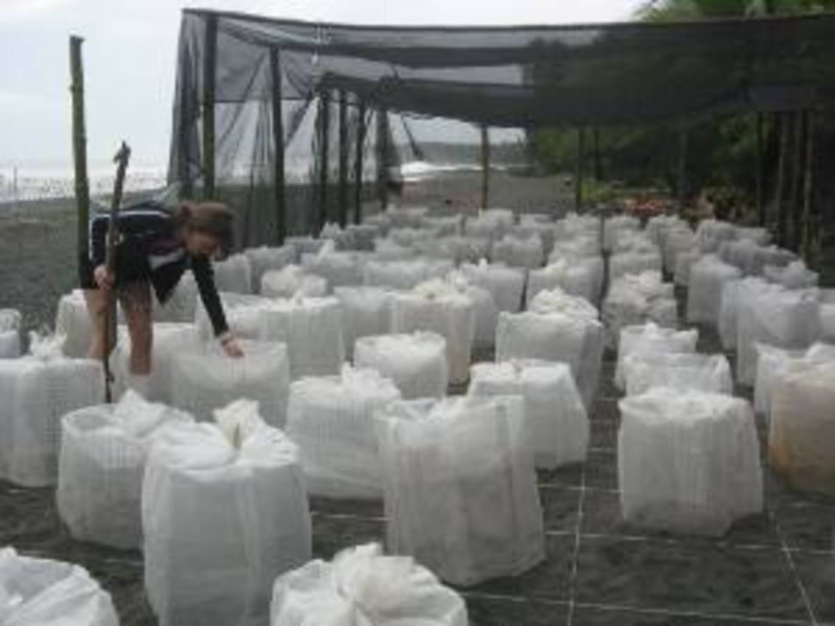 Costa Rica - Sea Turtle Conservation — photo 2