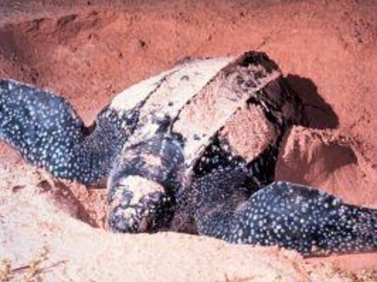 Costa Rica - Sea Turtle Conservation — photo 8