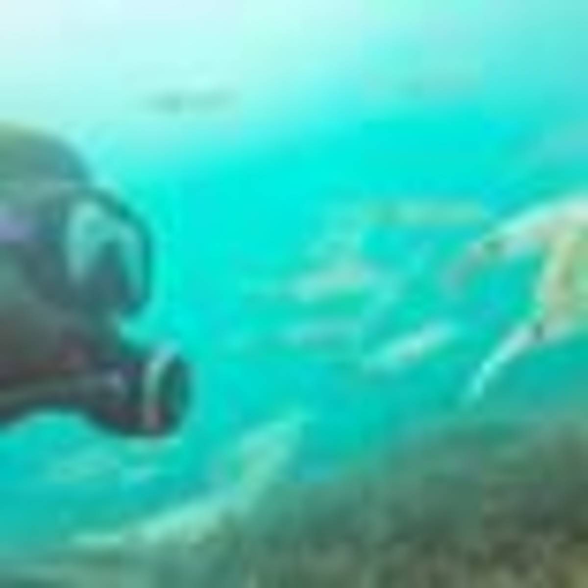 Dive alongside fishes, rays and turtles