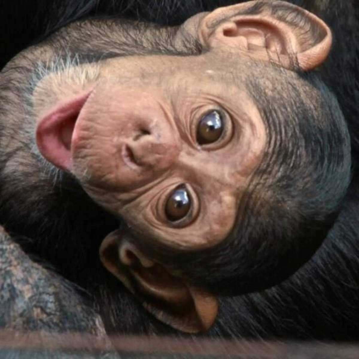 Volunteer in primate conservation