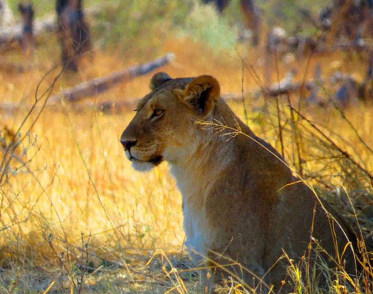 Study Abroad in Gaborone, Botswana