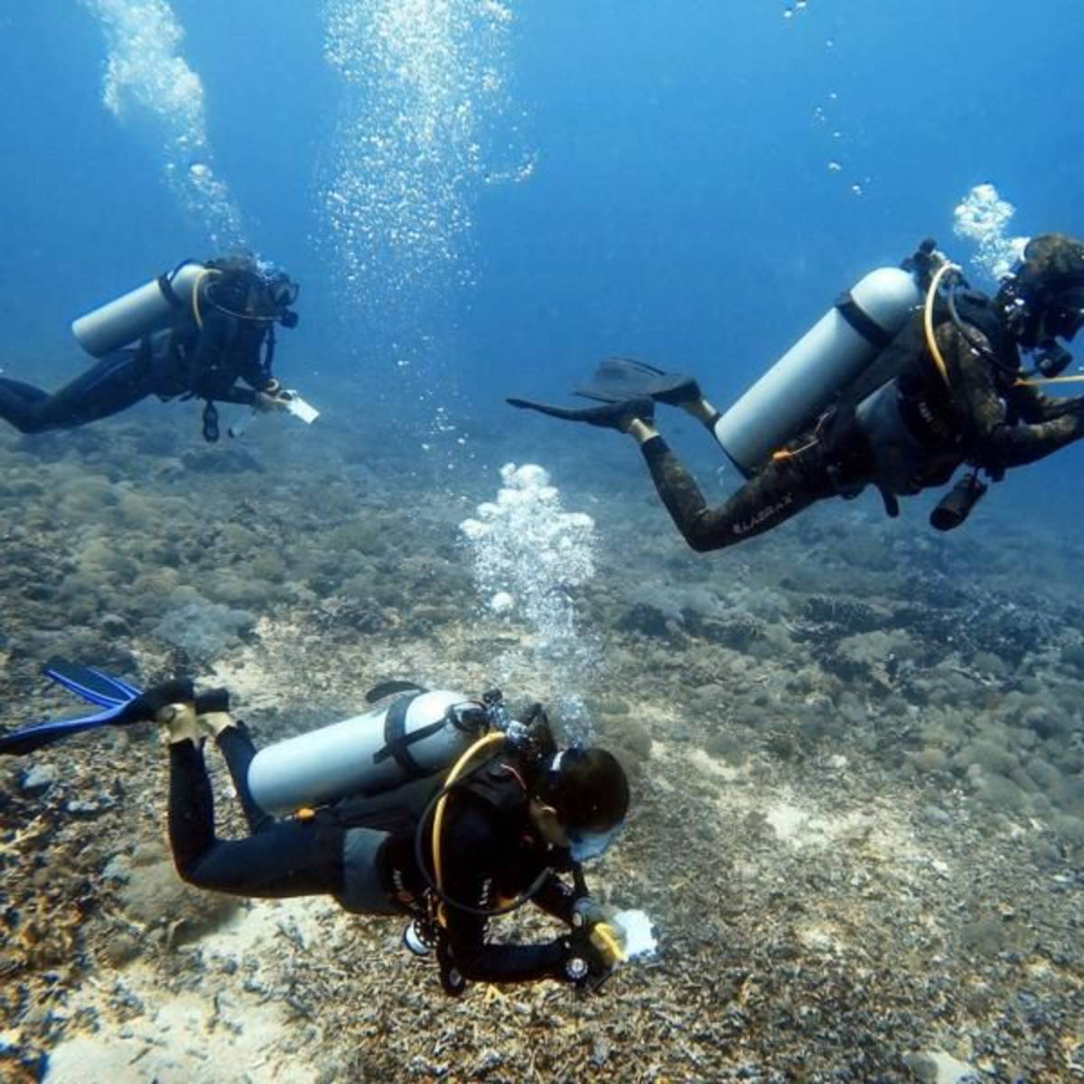 Roving Survey Dive