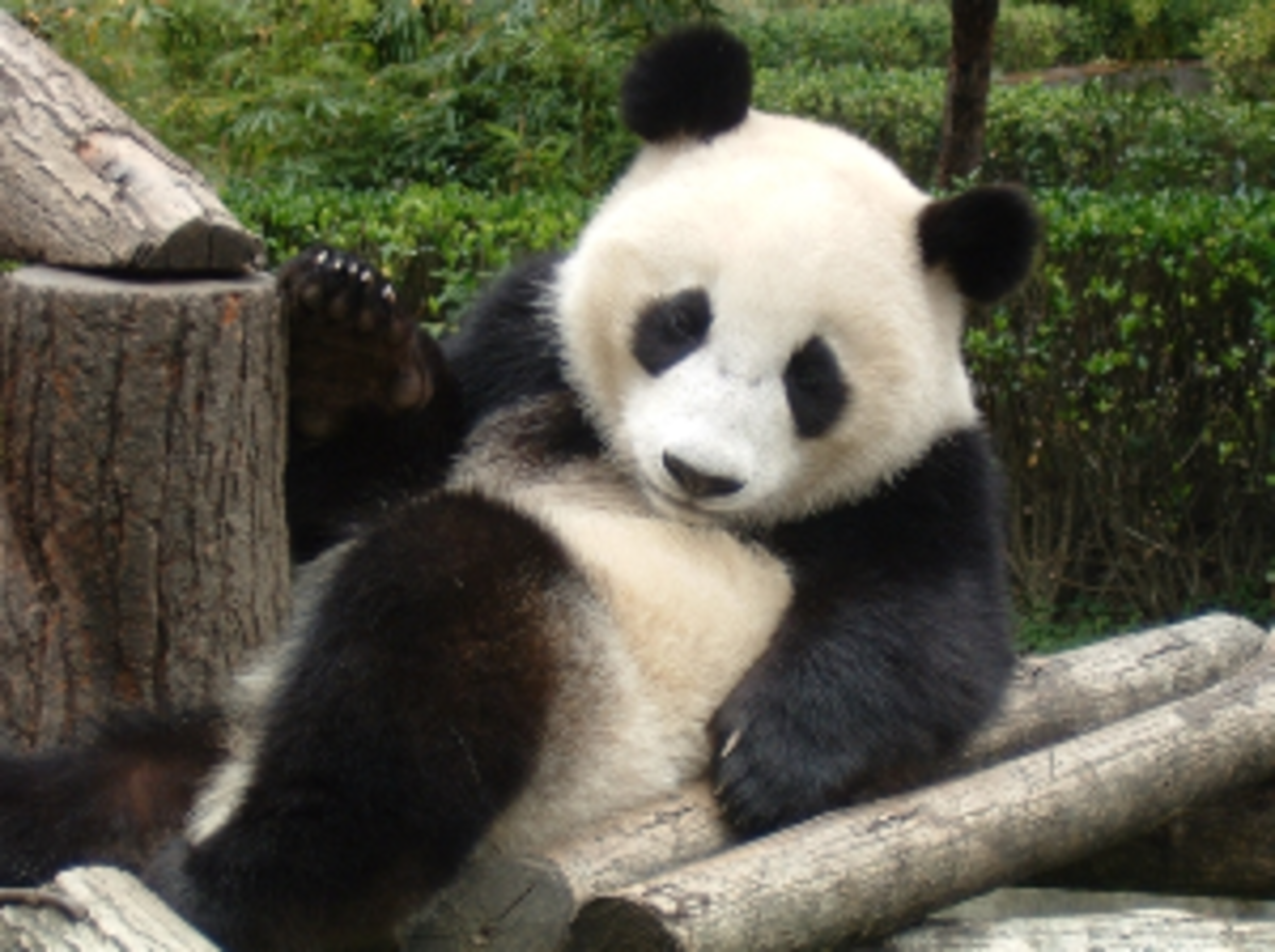 Giant Panda Center in Chengdu, China — photo 2